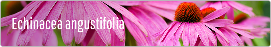 Echinacea-angustifolia