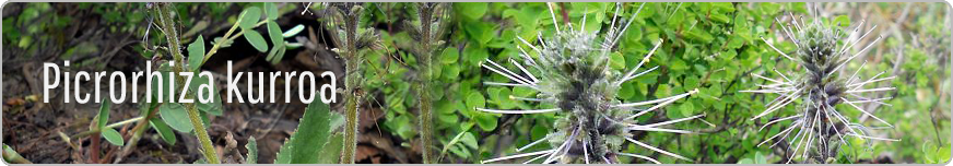 picrorhiza-kurroa