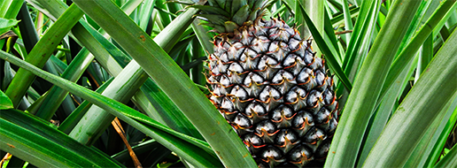 Pineapple (Ananas)