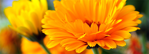 English marigold (Calendula)