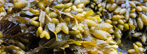 Algae fucus (Alga Fucus)