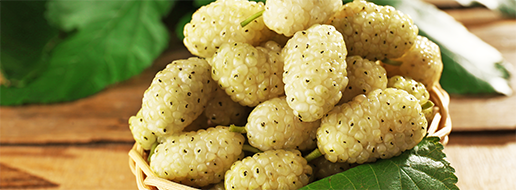 White mulberry (Gelso bianco)