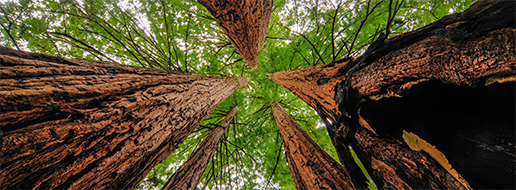Redwood (Sequoia)