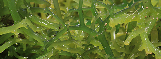 Algae wakame (Alga wakame)