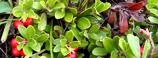 Bearberry (Uva ursina)