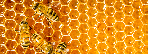 Lyophilized royal jelly (Pappa reale liofilizzata)